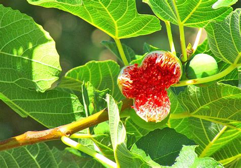 開花無花果花|イチジク（無花果）って花はあるの？いつどこに咲。